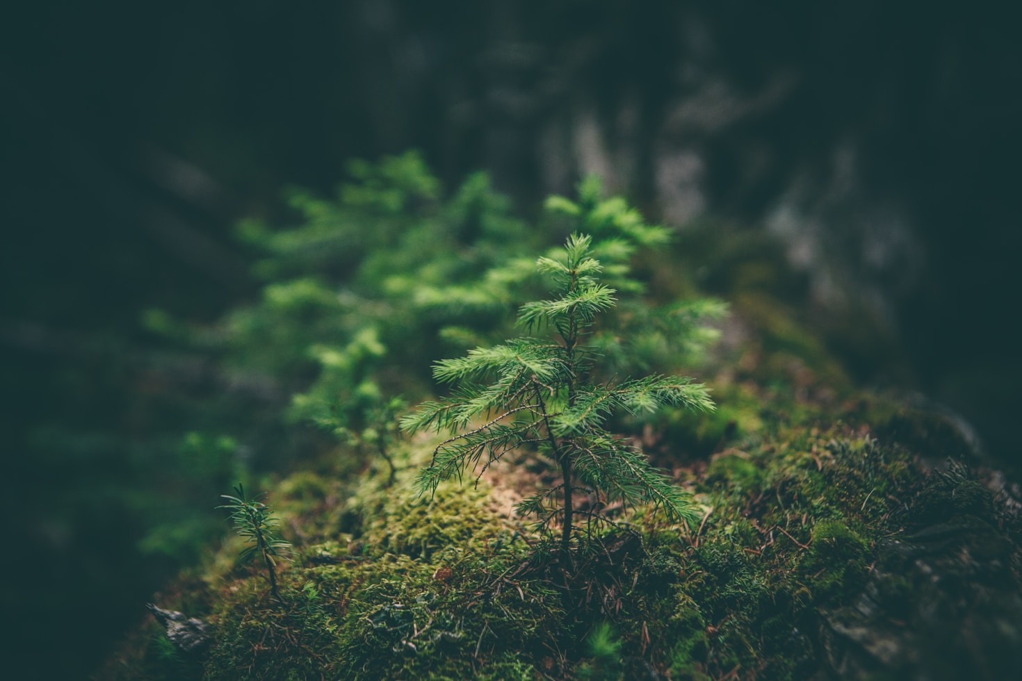 How to Transition to a Plastic-Free Routine